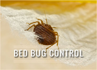 Bed Bug Control
