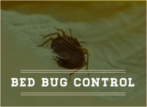 Control bed bugs with pest control from Noble Way pest control