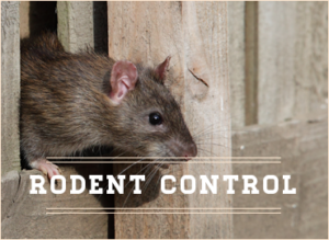 pest control Sacramento