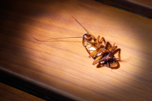 image of a bed bug