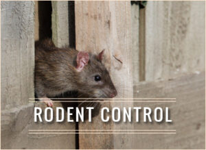 RODENT CTA