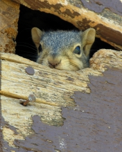 image of a squirrel