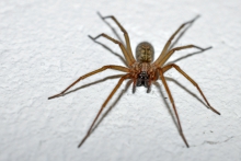 image of a spider