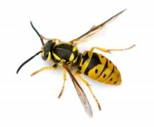 image of a wasp