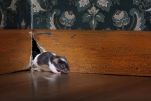 image of a mouse