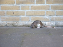 image of a mouse