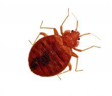 image of a mite