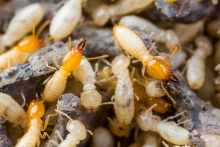 image of termites