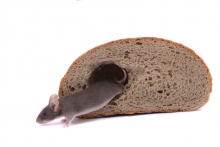 image of a mouse eating bread