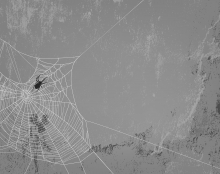 image of a spider