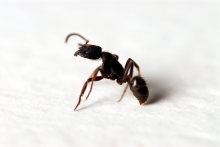 image of an ant