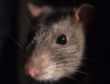rat image