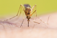 image of a mosquito