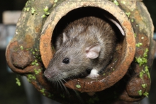 image of a mouse