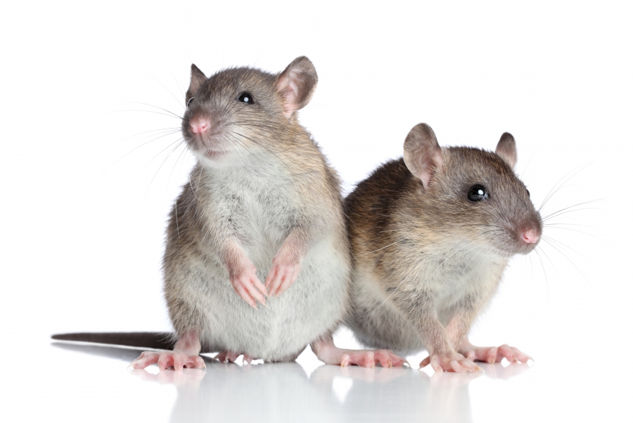 image of two mice