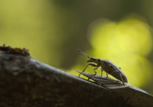 image of an insect