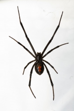 image of a spider