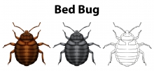 illustration of a bed bug