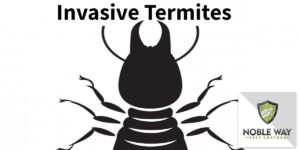 termites CTA Banner