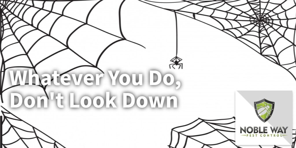 spider CTA Banner
