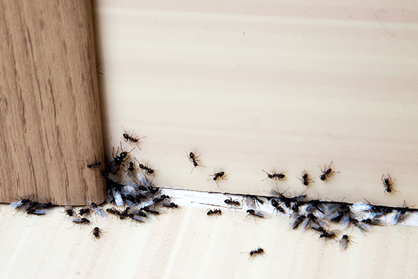image of ants