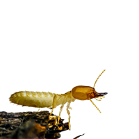 image of an insect