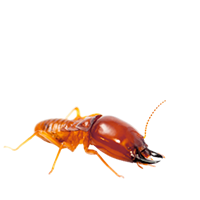 image of an insect