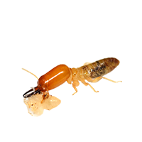 image of an insect