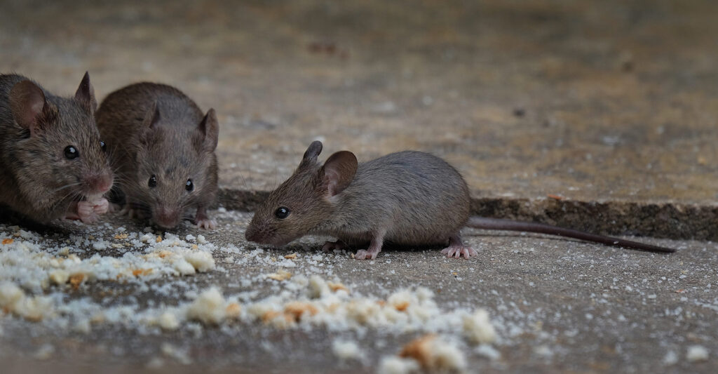 image of mice