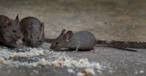 image of mice