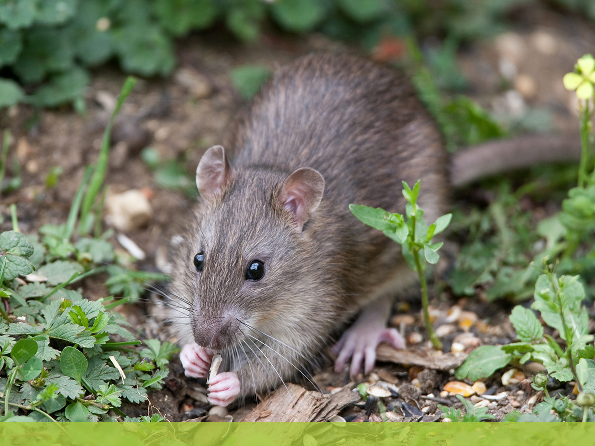 wild rat