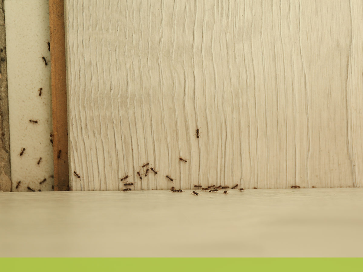invading ants
