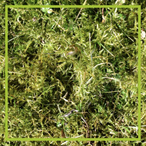 Overgrown Lawns