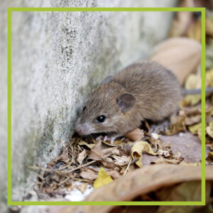 image of a mouse