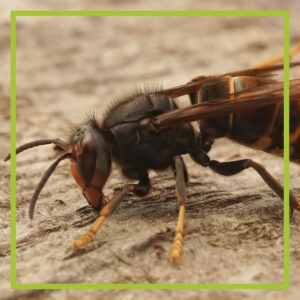 image of a wasp