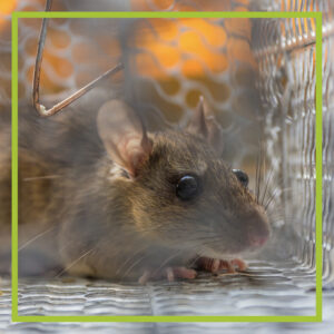 image of a mouse