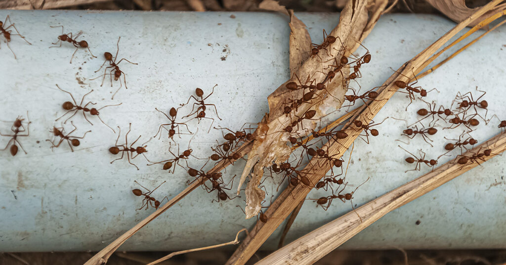 image of ants
