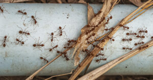 image of ants