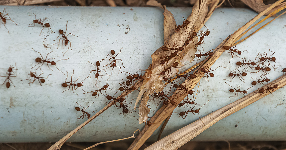 image of ants