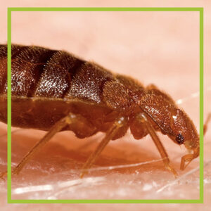 bed bug on skin