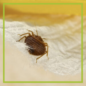 bed bug on a mattress