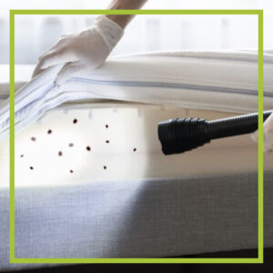 bed bugs on a mattress