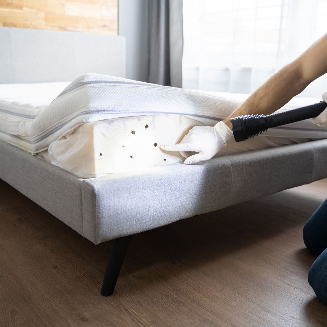 Bed Bugs