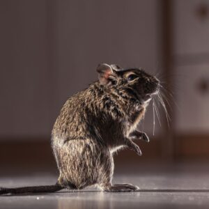 Rodents