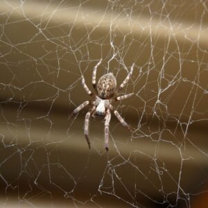 Spiders