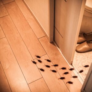 Cockroaches