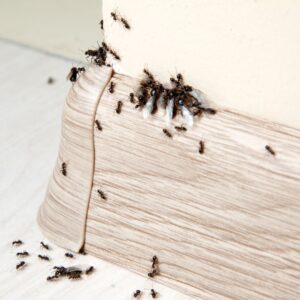 Ants