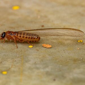 img of a termite