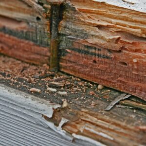 damaged wood