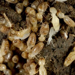 img of termites